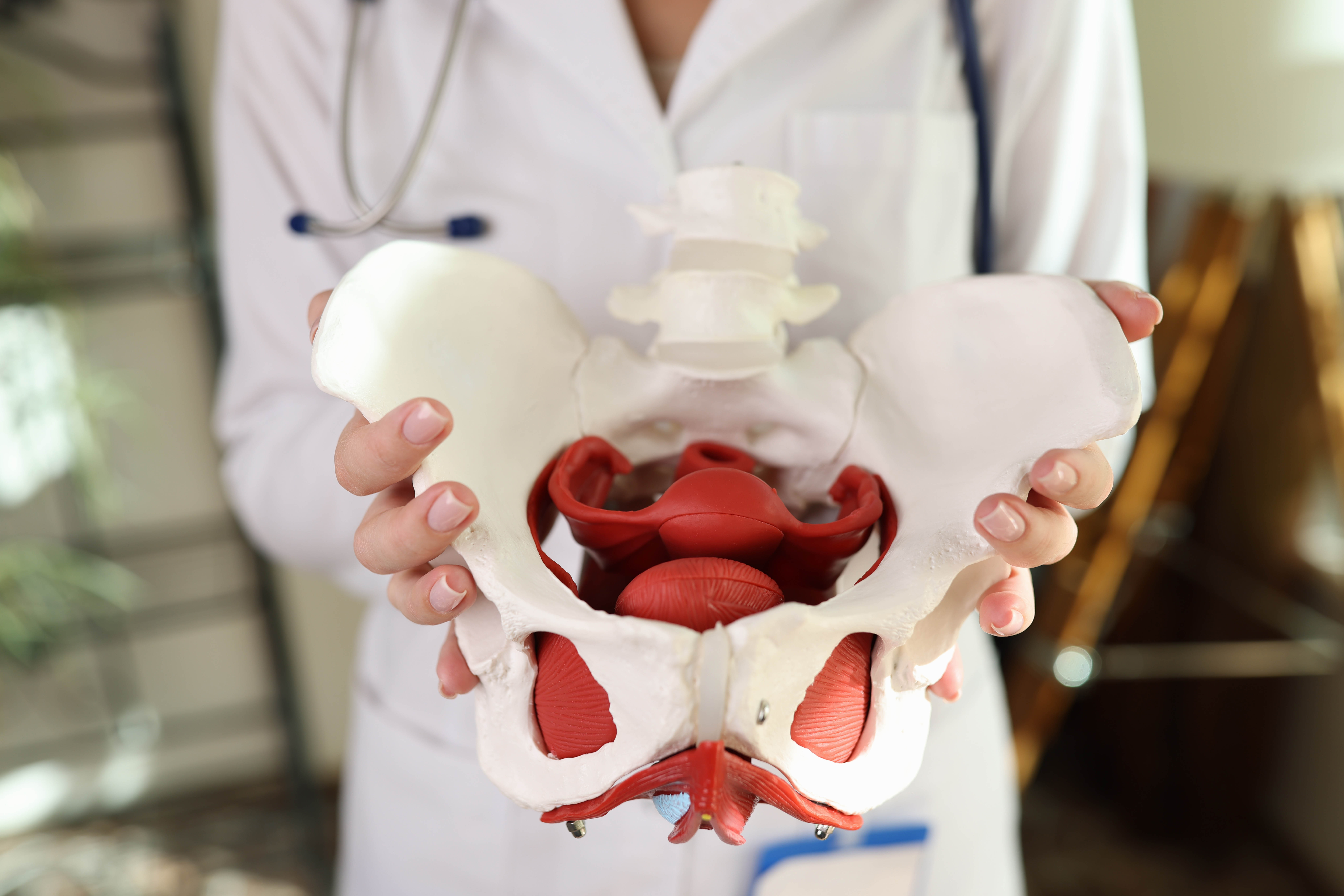 Doctor holding a model of a female pelvis Doctor holding a model of a female pelvis